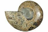 Cut & Polished Ammonite Fossil (Half) - Madagascar #292809-1